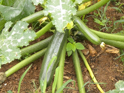 DSCN9966