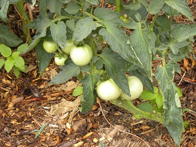 DSCN9968